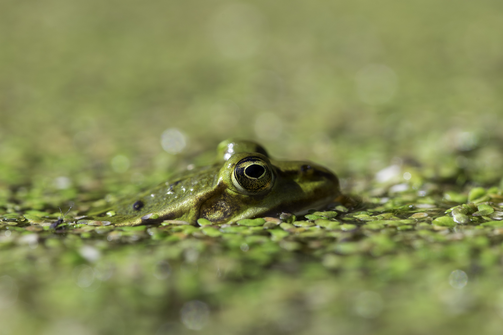 Froschaugen