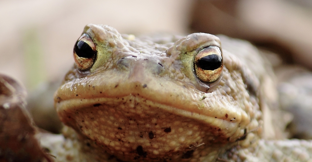 Froschaugen Foto & Bild  tiere, tierdetails, natur Bilder auf