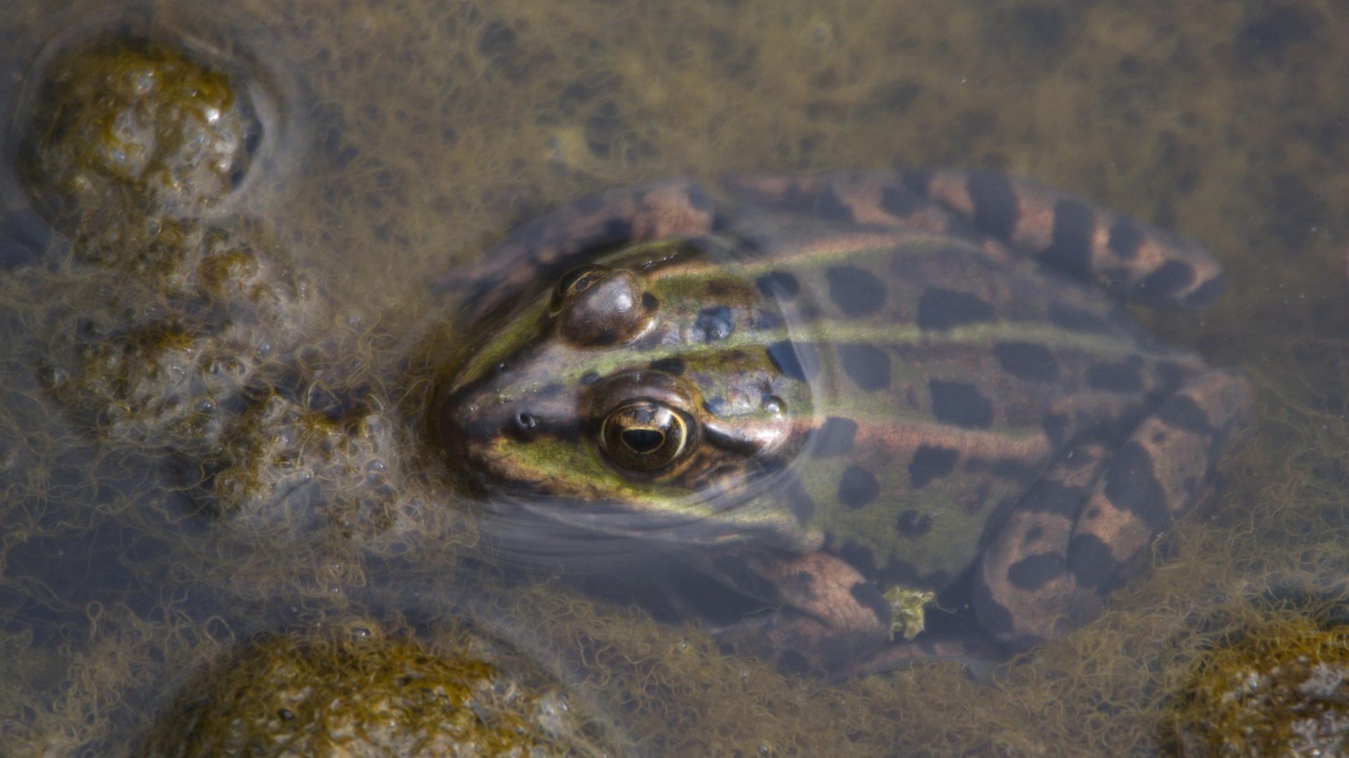 Froschaugen Foto & Bild  tiere, wildlife, amphibien & reptilien Bilder auf  fotocommunity