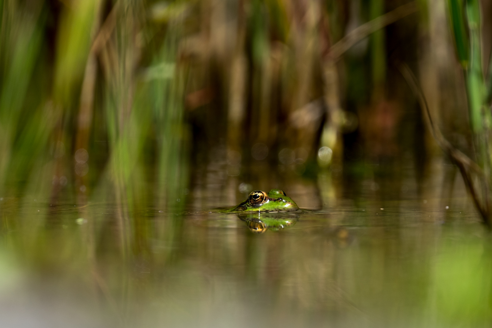 Froschaugen Spiegelung