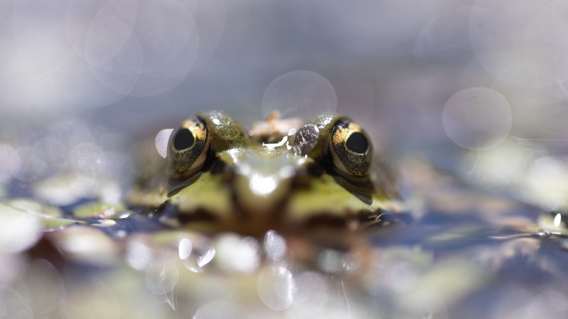 Froschaugen und Bokeh