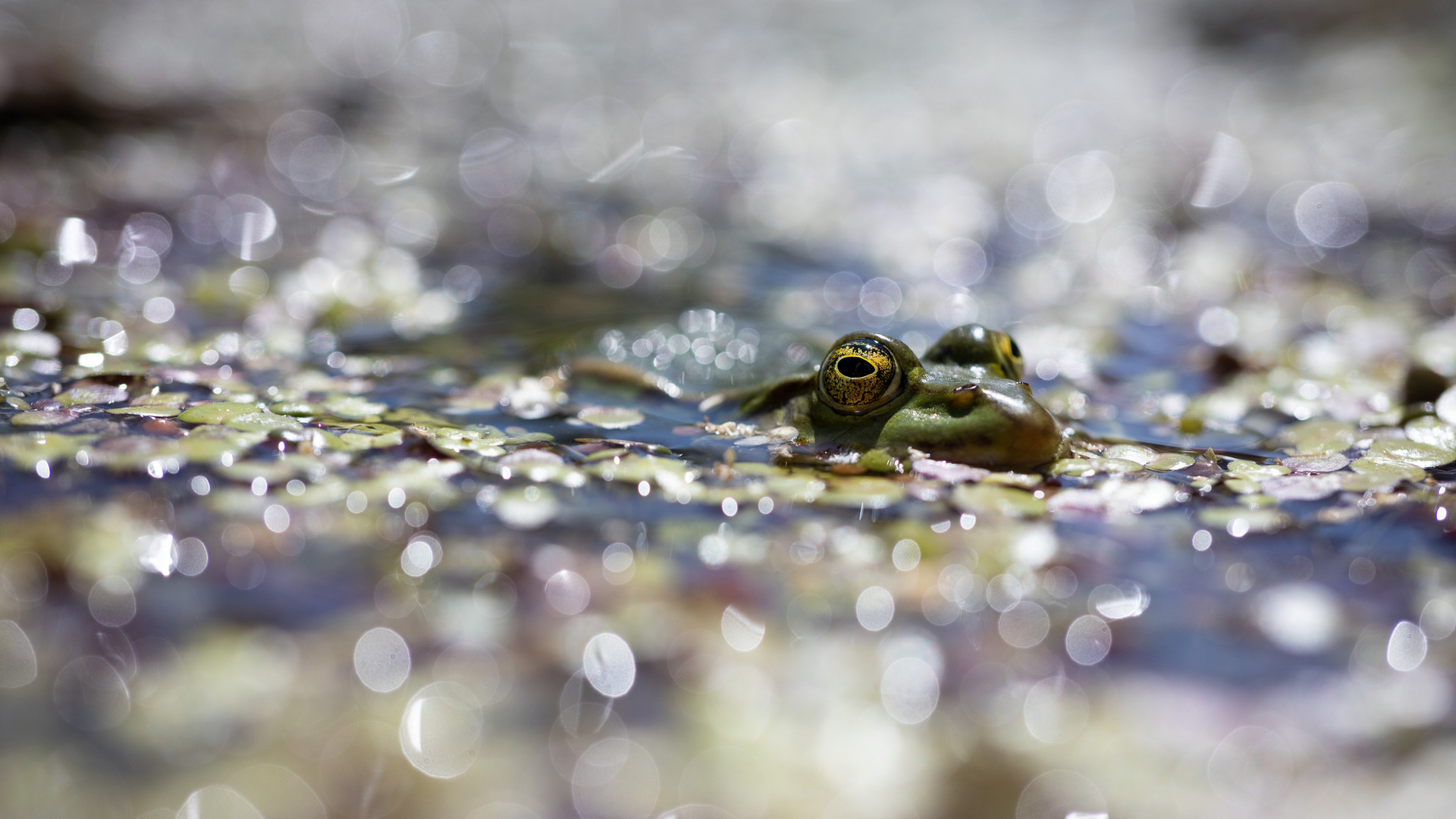 Froschaugen und Bokehkreise I Foto & Bild