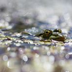 Froschaugen und Bokehkreise I