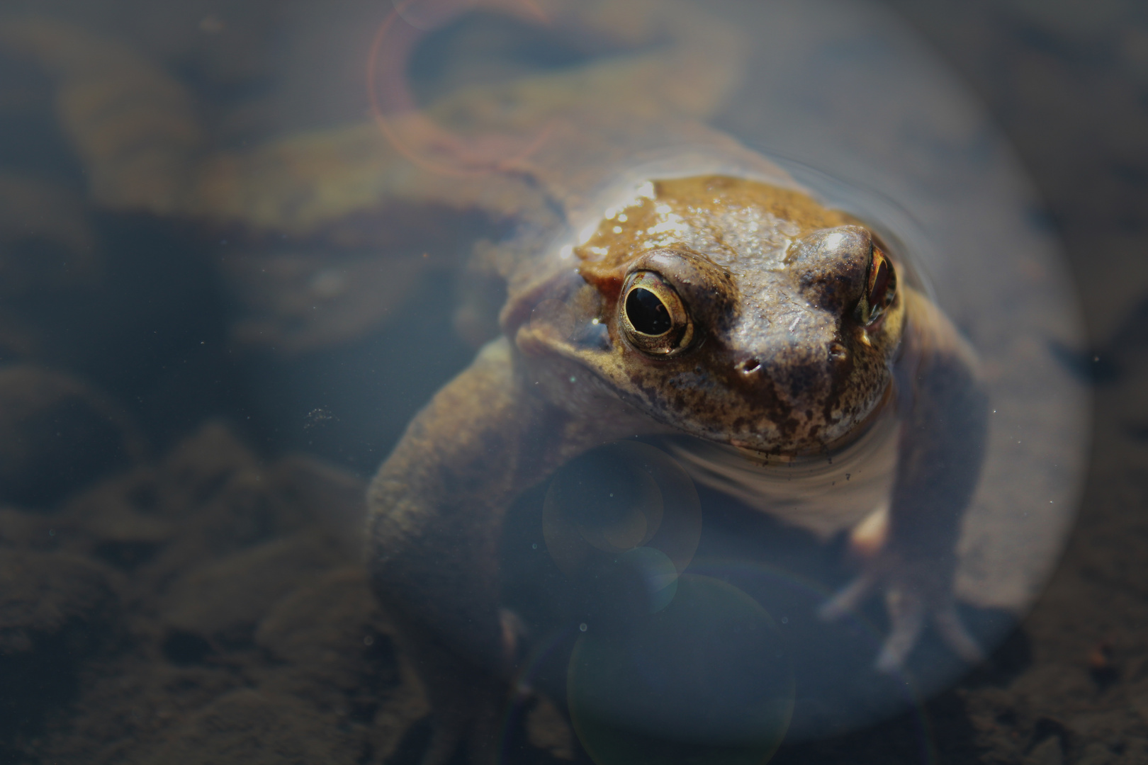 FroschaugenausdemWassergucker