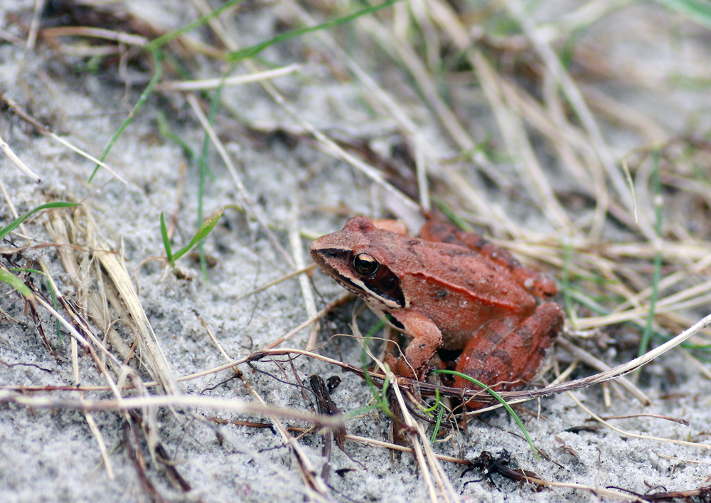 Froschbesuch am Strand =) (Rügen)