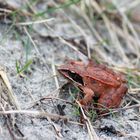 Froschbesuch am Strand =) (Rügen)