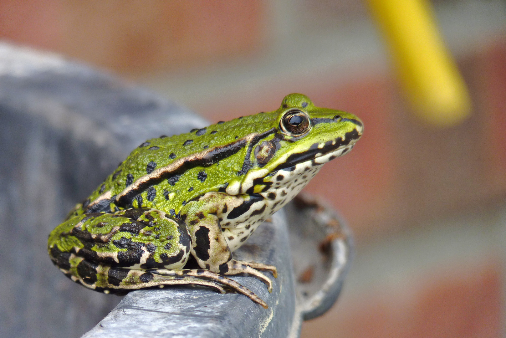 Froschbesuch im Garten