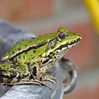 Froschbesuch im Garten