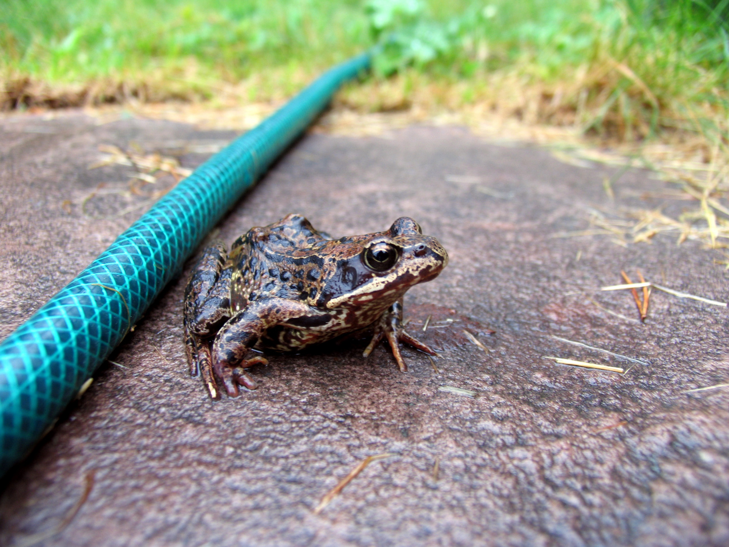 Froschbesuch in Schweden