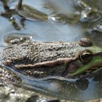 Froschbild nr.2