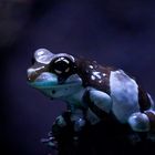 Froschblau