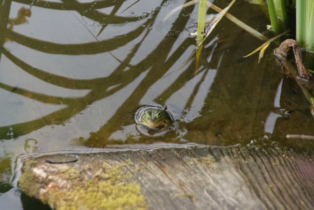 Froschblick