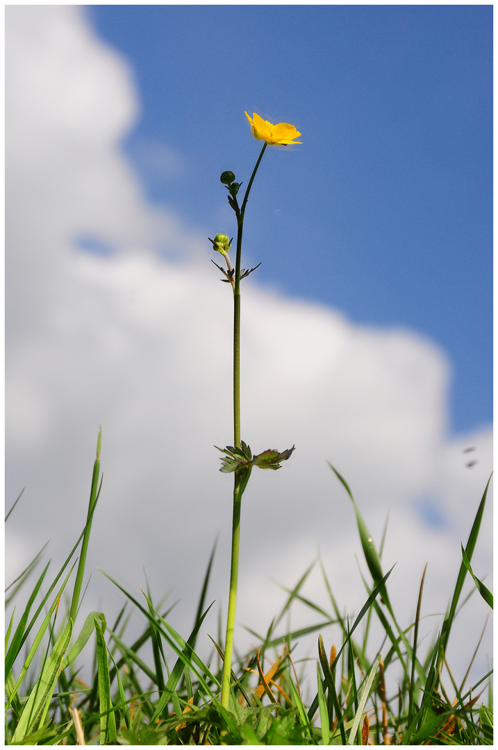 Froschblick