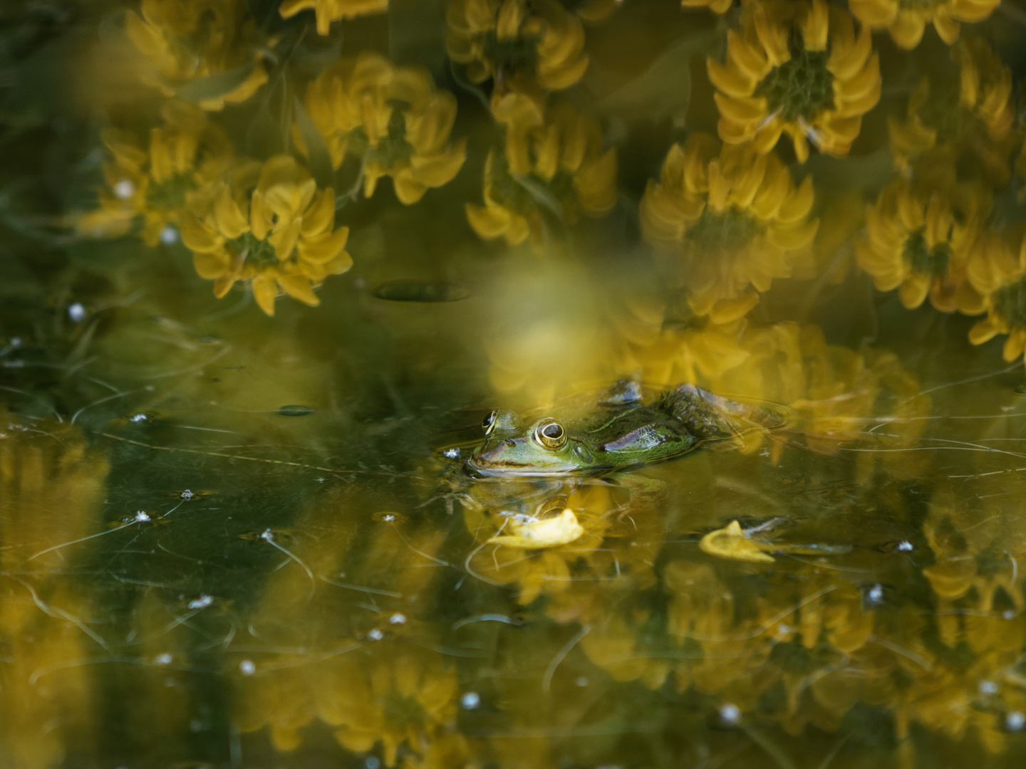 Froschblüten