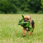 FroschChihuahua