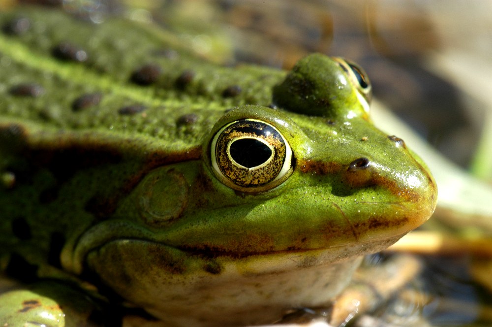 Froschdetail