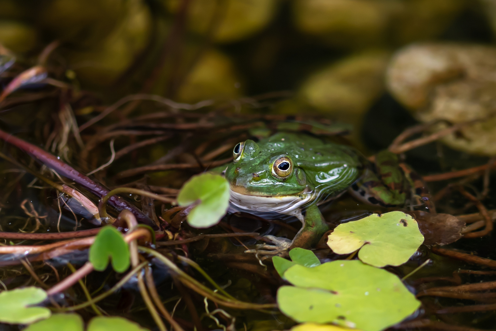 Froschen!