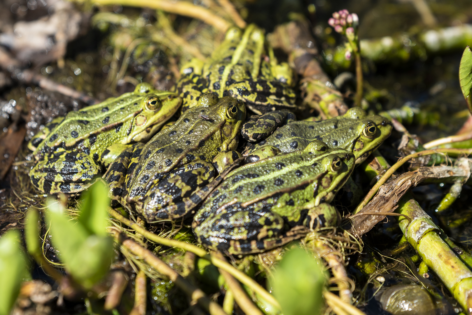 Froschfamilie