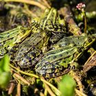 Froschfamilie