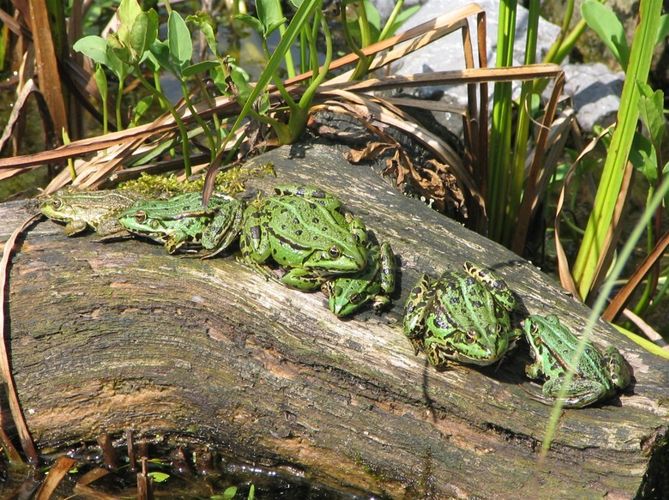 Froschfamilie