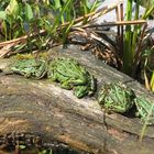 Froschfamilie