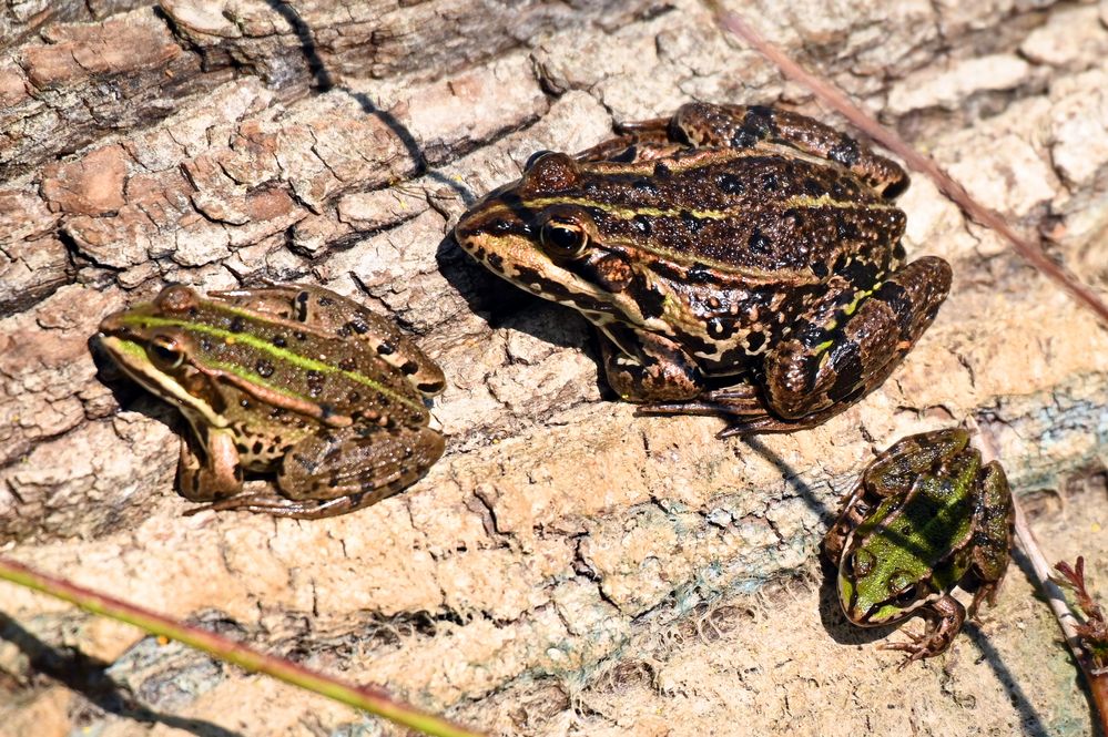 Froschfamilie