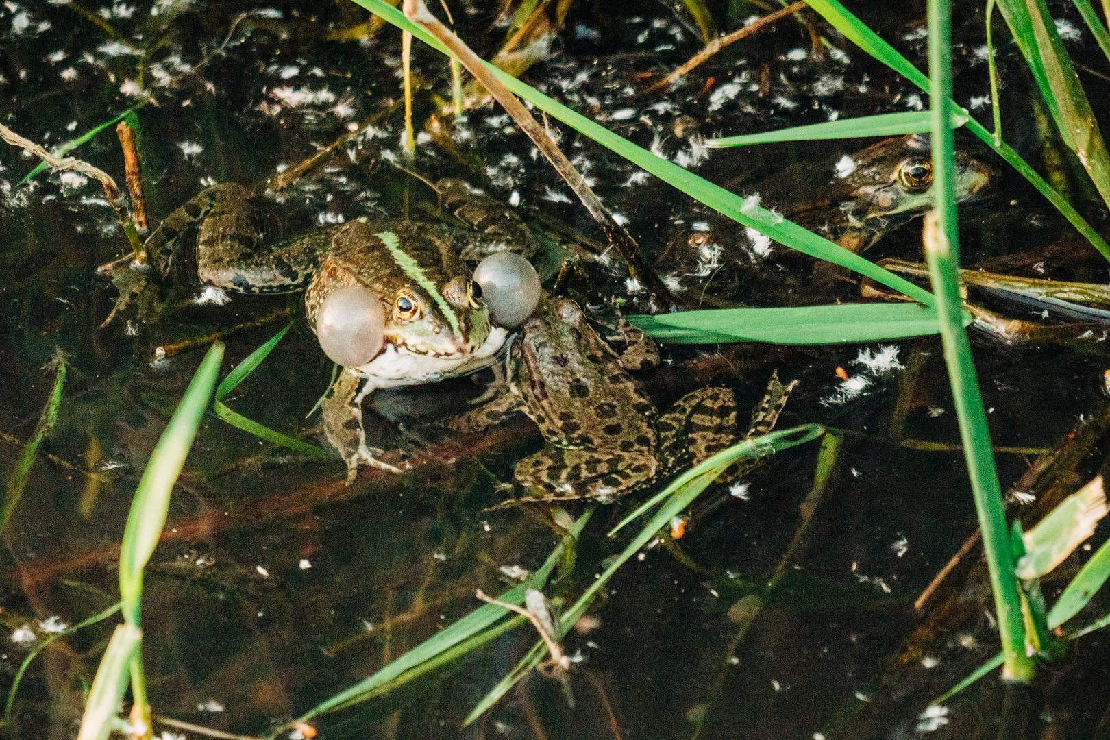 FroschFlirt Naturschutzgebiet Bickenbach 2020