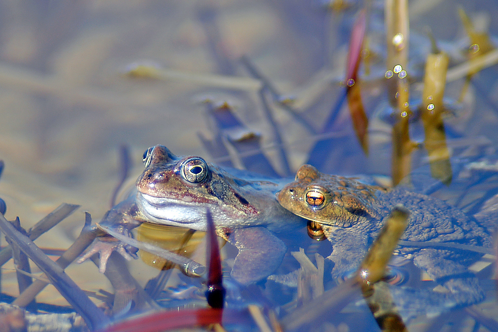 Froschfreunde