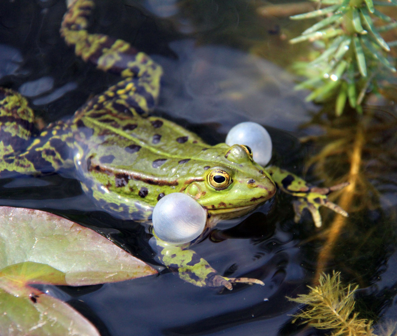 Froschgequake