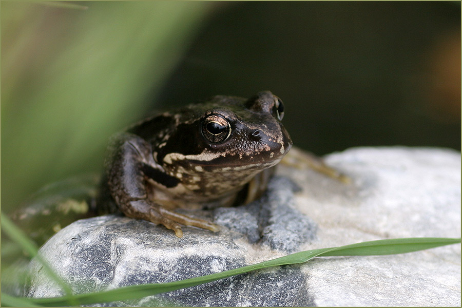 Froschgesicht