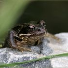 Froschgesicht