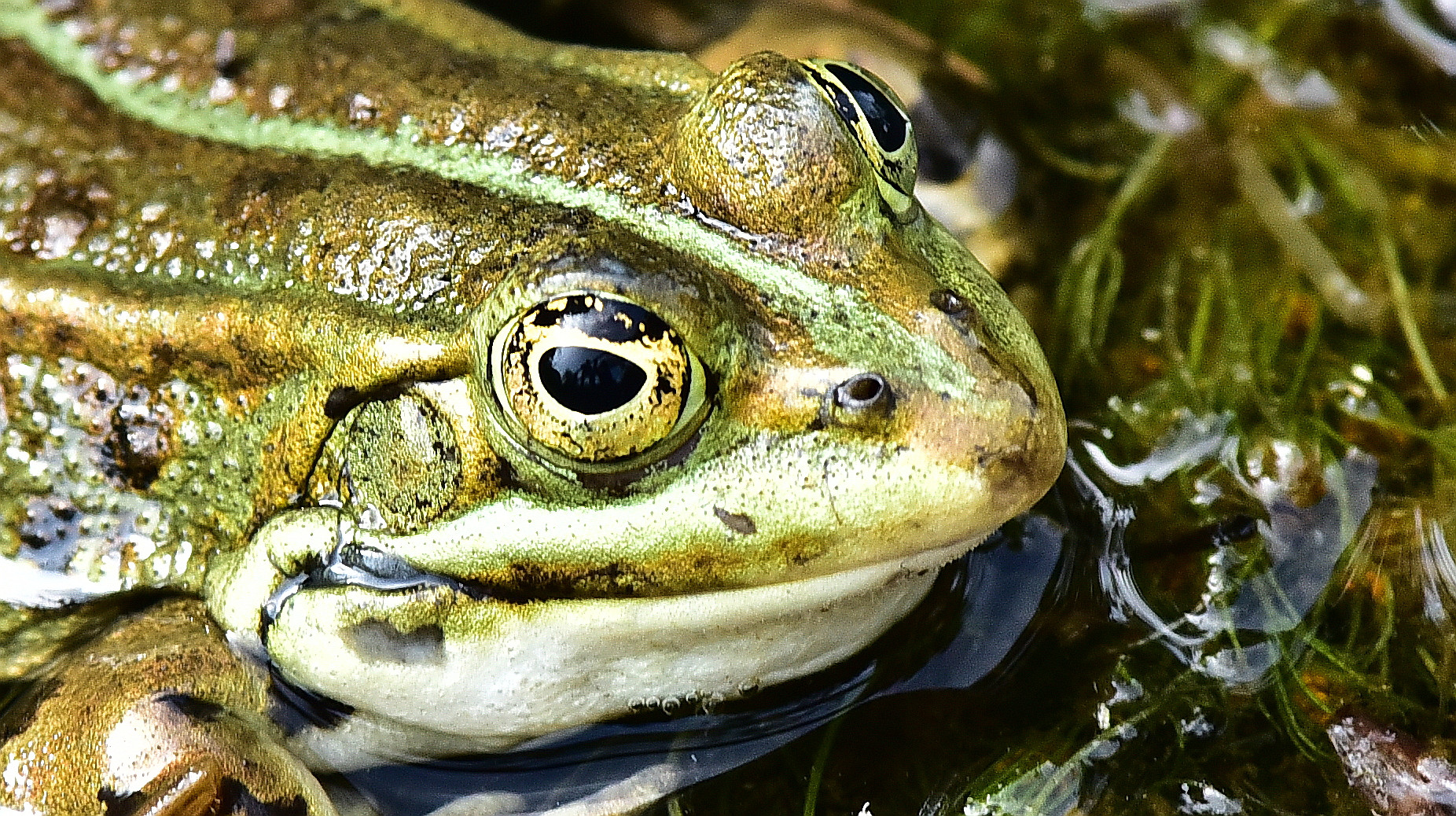 Froschgesicht