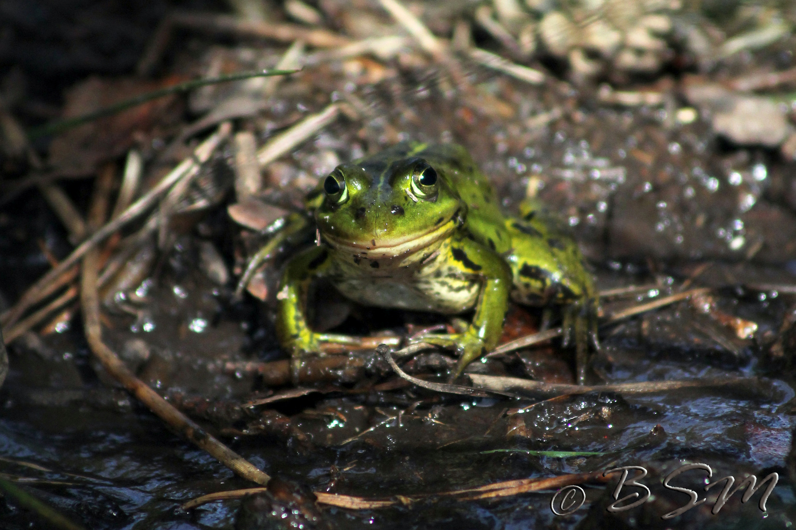 Froschgesicht :)