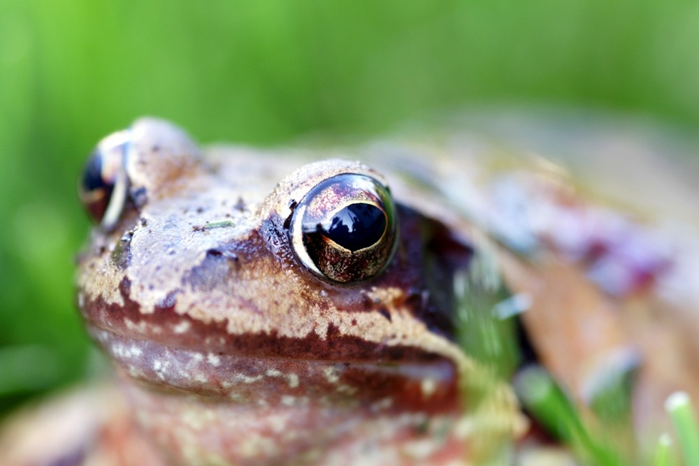 Froschgesicht