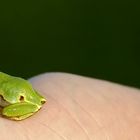 Froschgrün auf Hautfarben