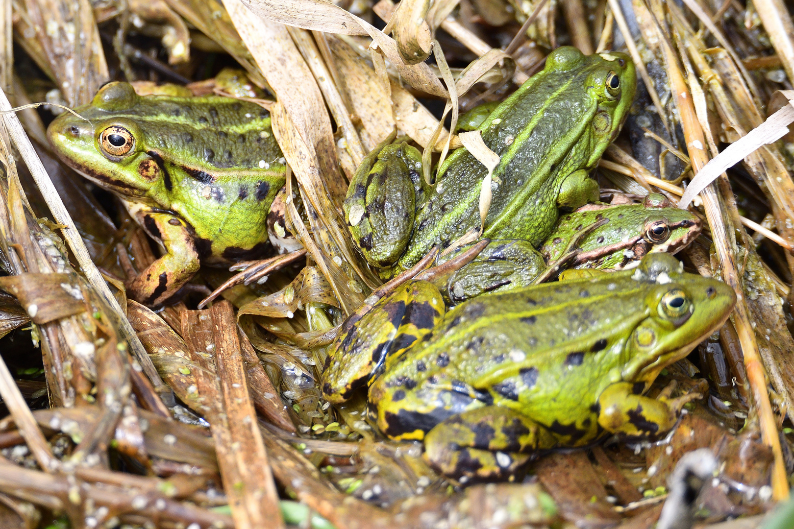 Froschgruppe