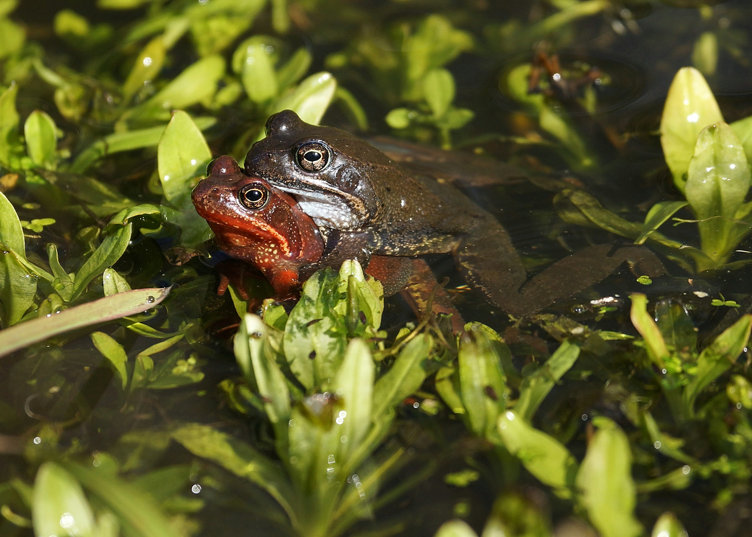 Froschhochzeit