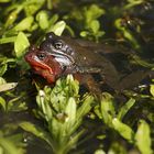 Froschhochzeit