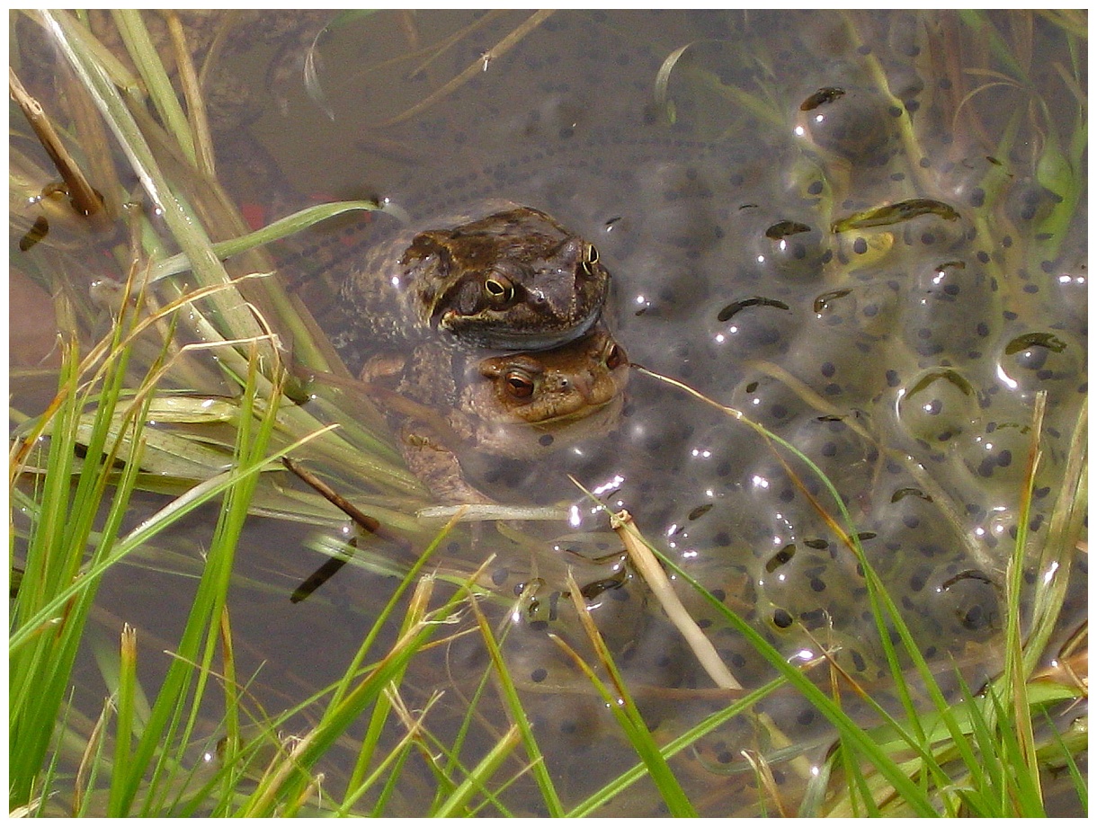 Froschhochzeit