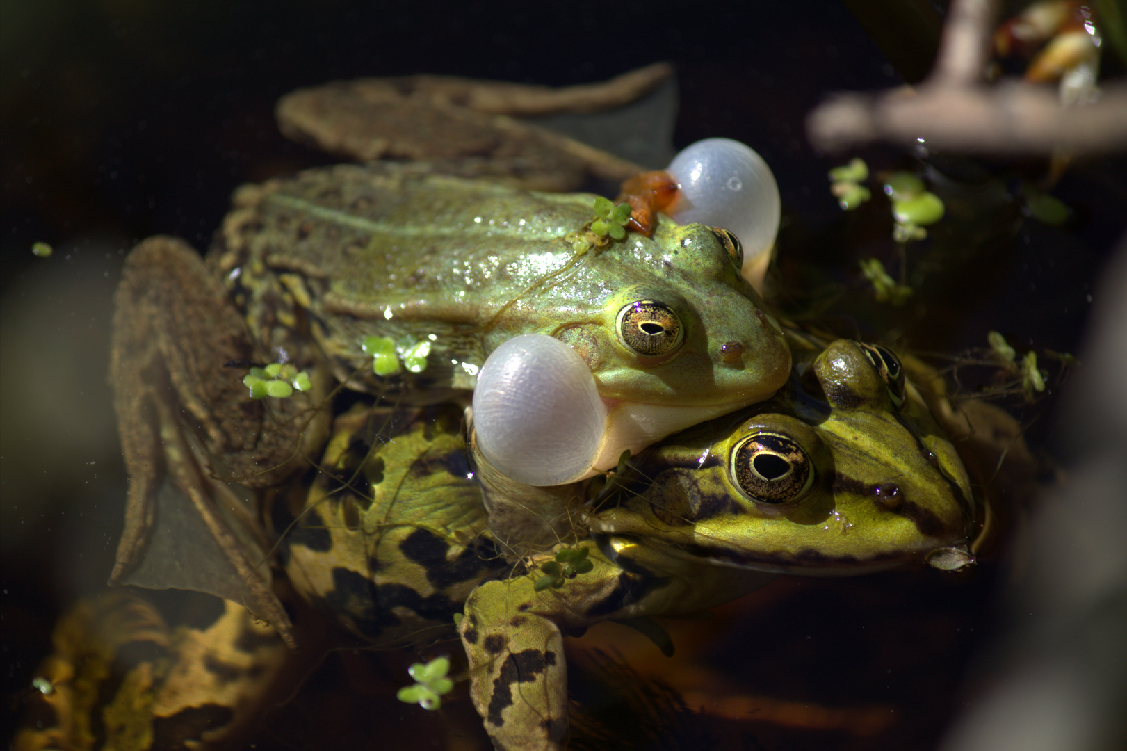 Froschhochzeit