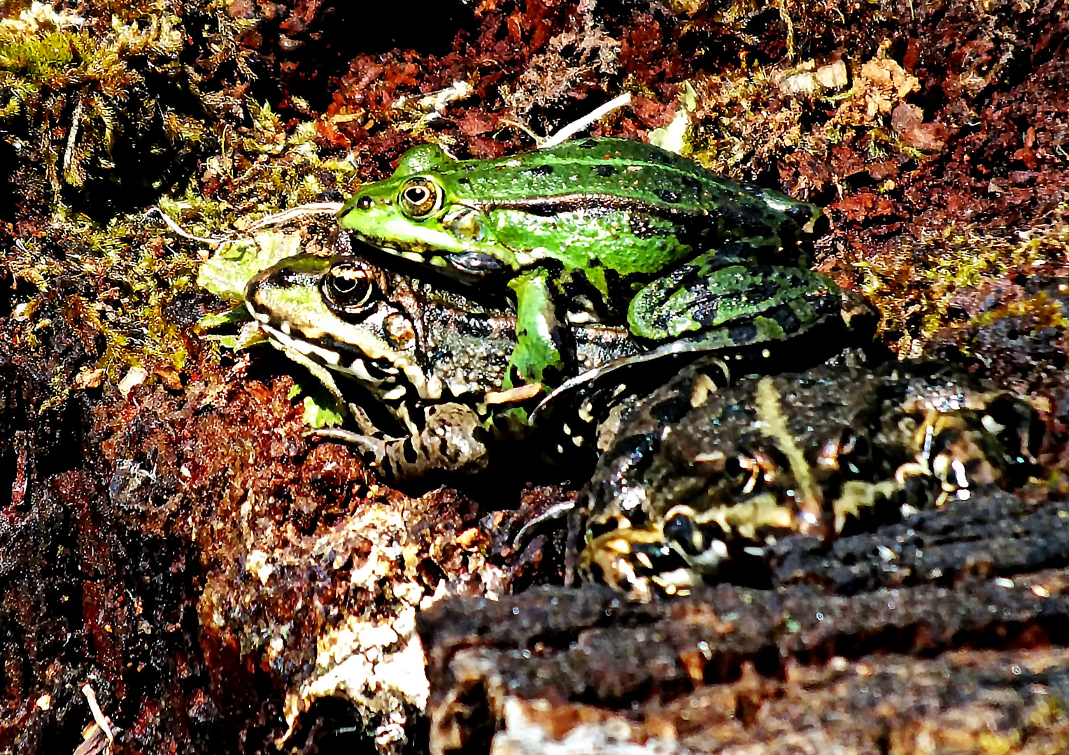 Froschhochzeit