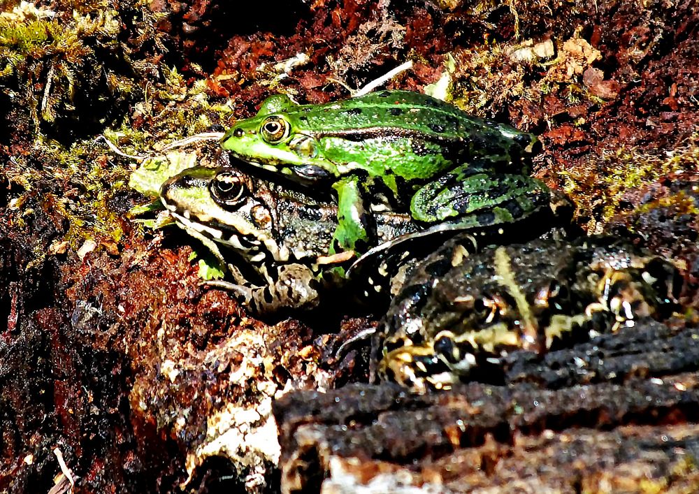 Froschhochzeit