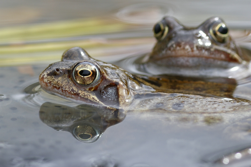 Froschhochzeit