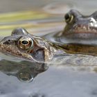 Froschhochzeit