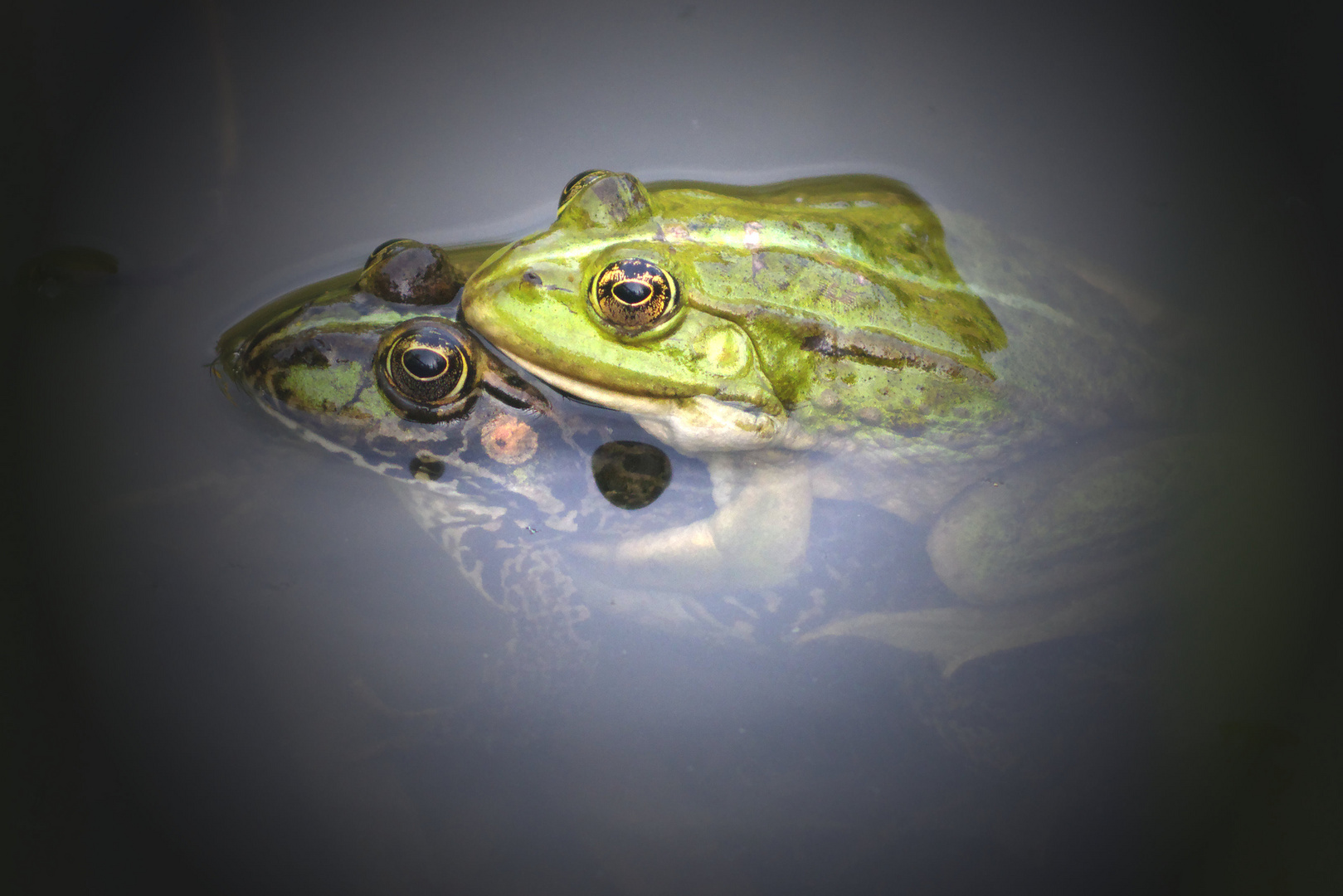 Froschhochzeit