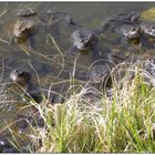 Froschhochzeit