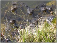 Froschhochzeit