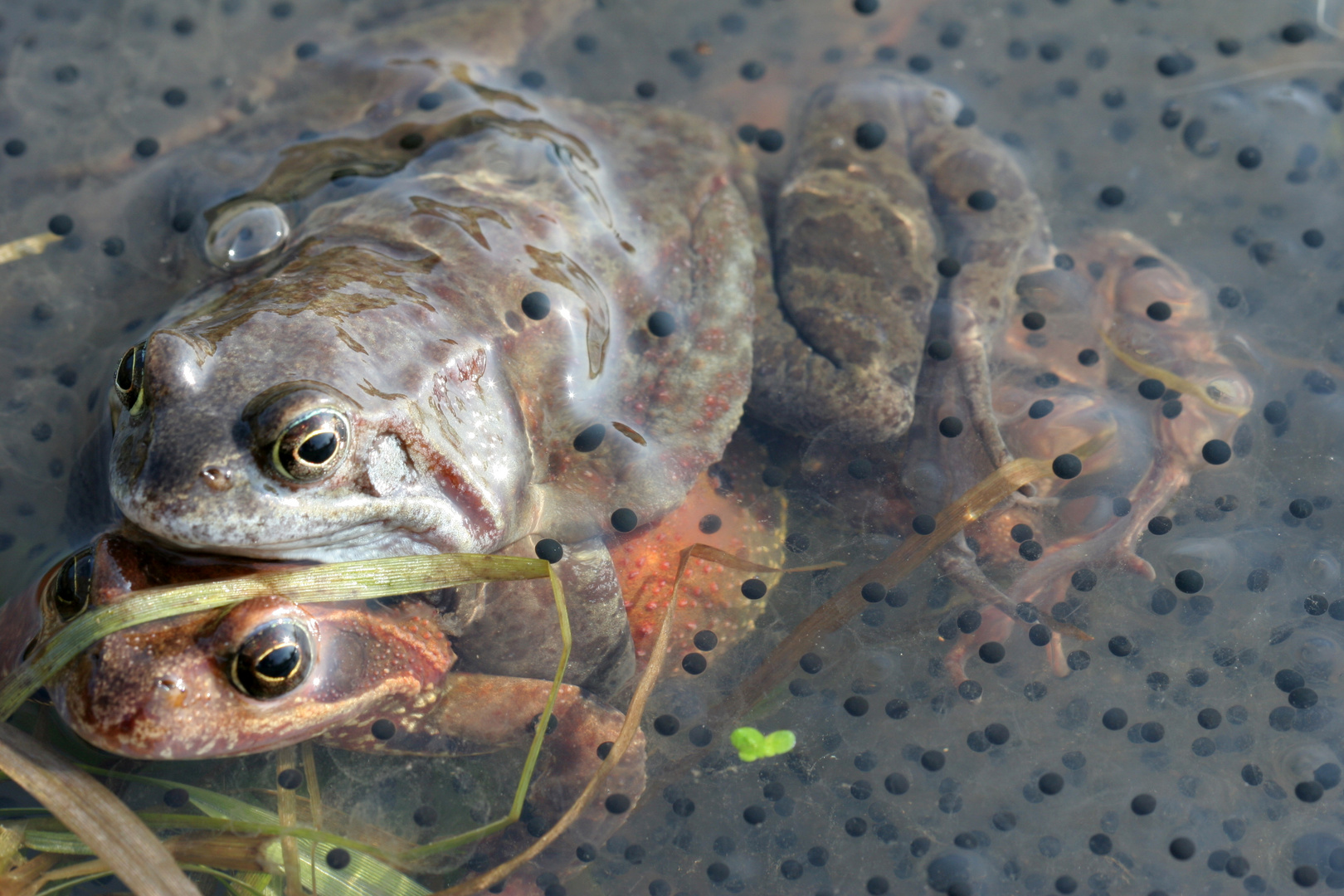 Froschhochzeit