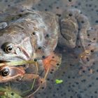 Froschhochzeit