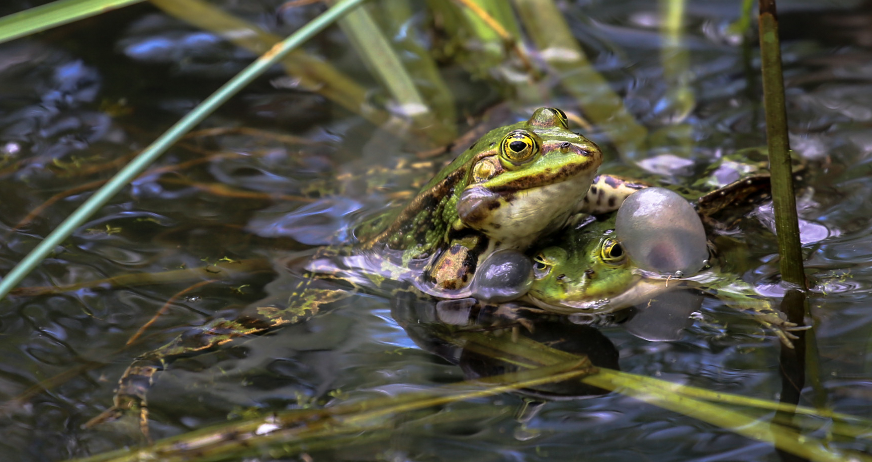 Froschhochzeit.l..